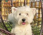 【宠物派对】运动会/知识讲堂/宠物手工/宠物社交